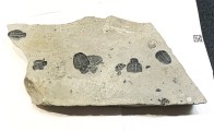 trilobite fossil 100 5 x 4 x ,5